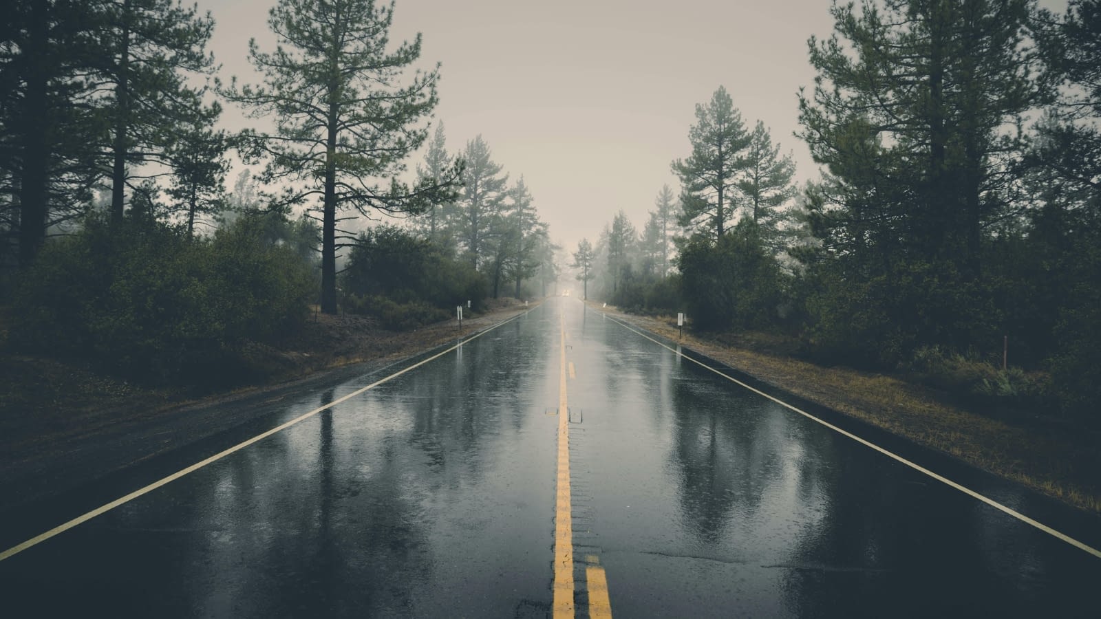 Wet and dreary country road surrounded by trees